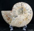 Inch Split Ammonite (Half) #2652-1